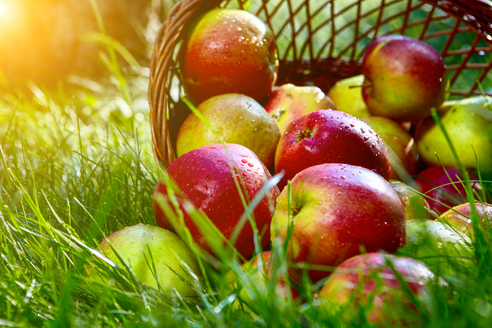 Canada-Caribbean Seasonal Agricultural Workers Programme