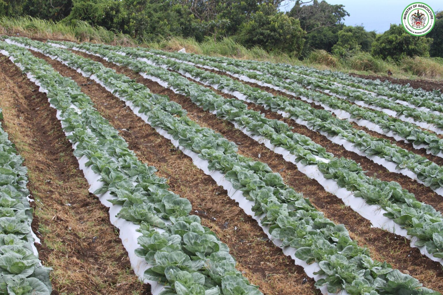LocallygrownleafyvegetablescapturedinSt.Kitts
