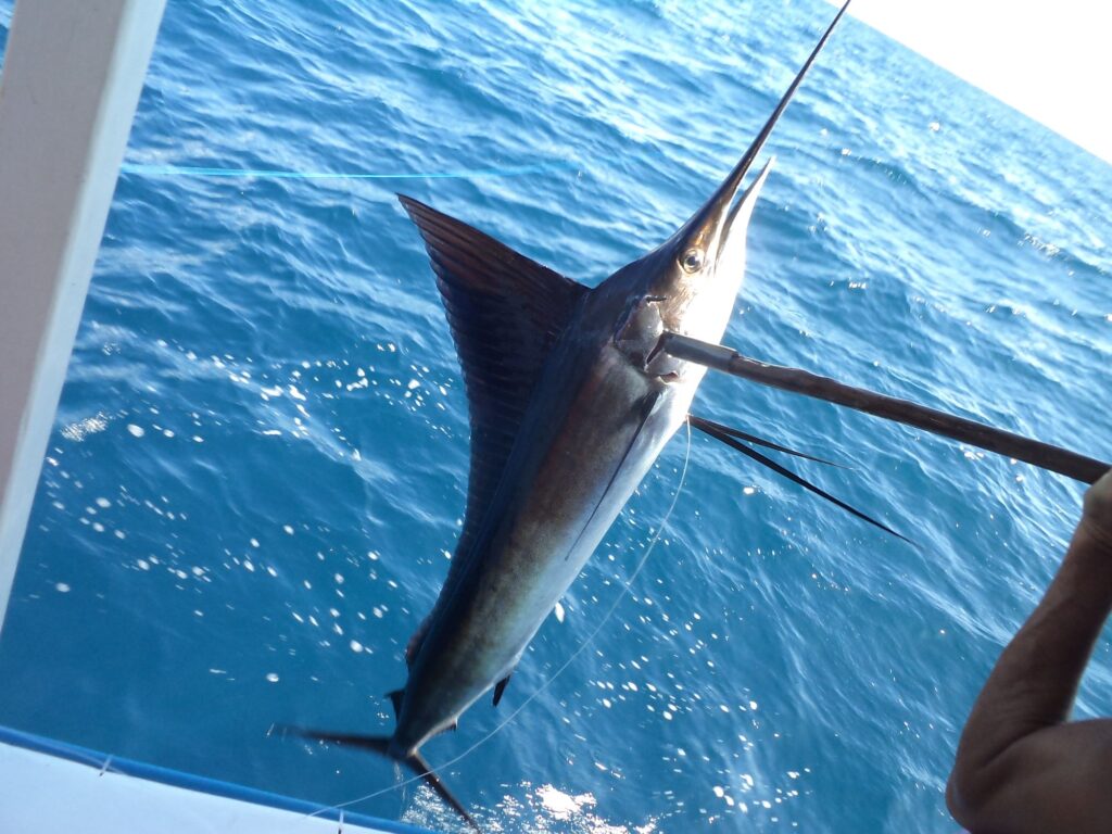 SKN AMONG 20 COUNTRIES SET TO ATTEND INAUGURAL MEETING OF FAO/WECAFC AND ICCAT NEXT WEEK 12 sailfishhauledbyvenezuelanartisanallonglineboat2215680510386538460