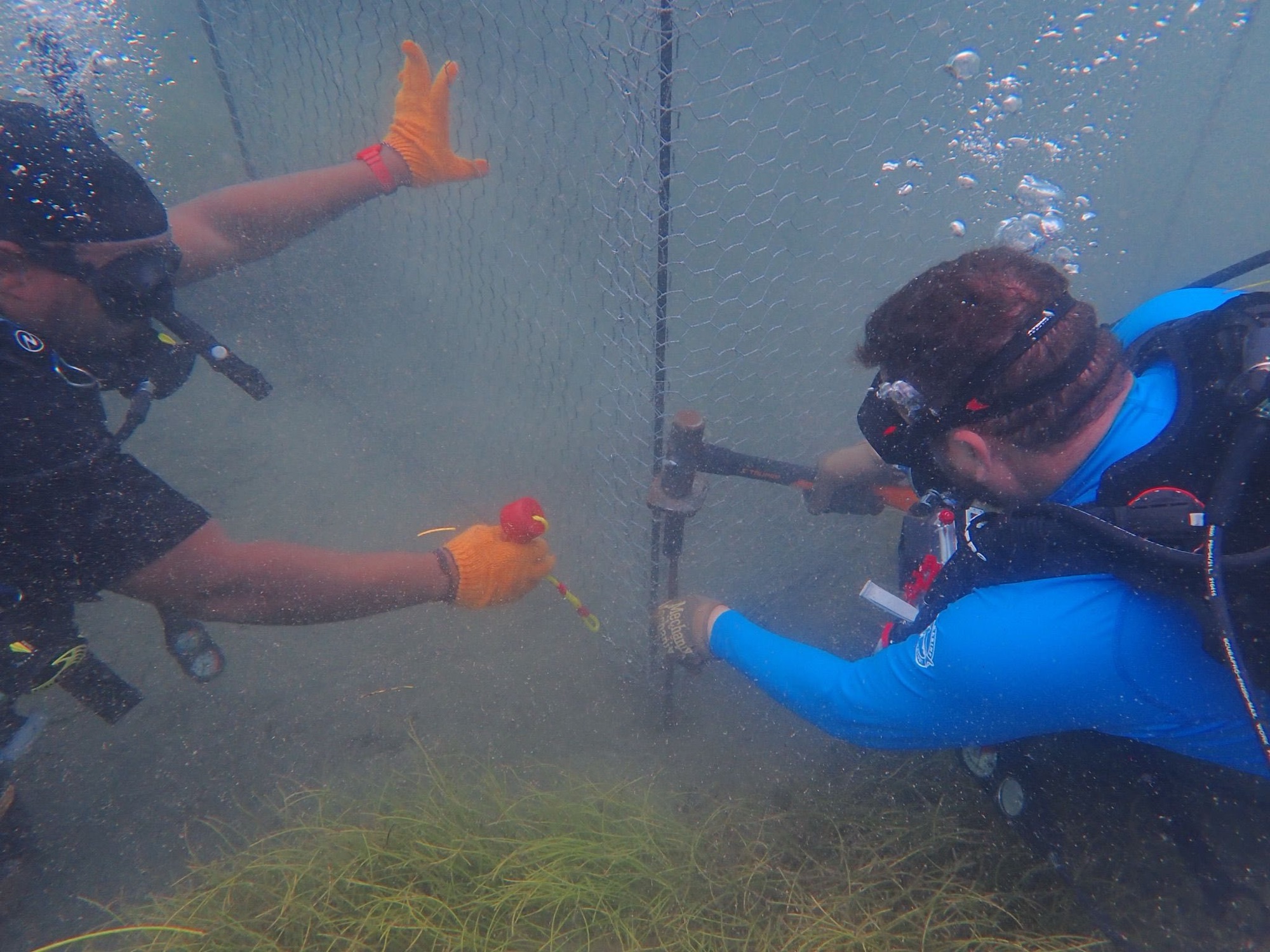 ST. KITTS AND NEVIS LAUNCHES GROUNDBREAKING KING CRAB FARMING INITIATIVE FOR CORAL REEF RESTORATION AND SUSTAINABLE LIVELIHOODS